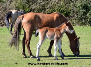 Foal2013 firstseen