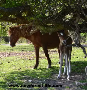 Foal Woodgreen 2013 under tree