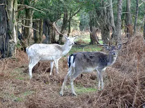 Deer near Bolderwood