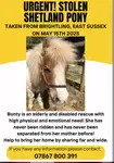 Stolen 27yr old Shetland pony