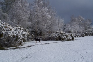 New Forest April 2008 snow with our late dog Tia