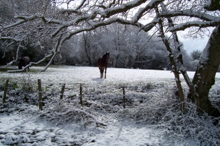 New Forest 2008 snow and pon