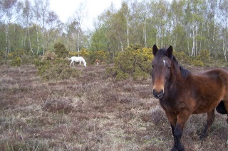 Old New Forest pony