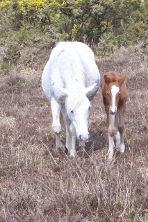 New Forest pony and foa