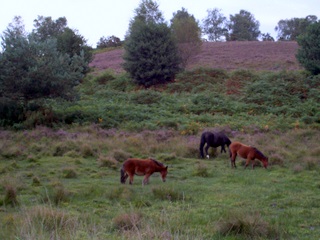 New Forest ponies in the mire