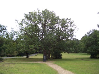 New Forest Rufus Stone - This oak was planted in the place of the original oak