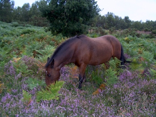 New Forest old bay gelding having lunch