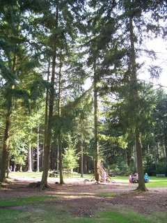 New Forest Bolderwood Picnic area