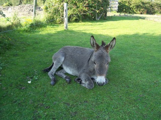 New Forest Donkey at Beaulieu