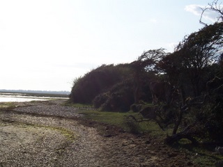 New Forest ponies can get to the seaside