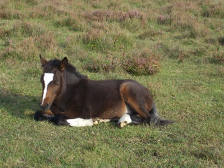 New Forest foal