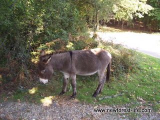 New Forest Donkeys at Ibsley
