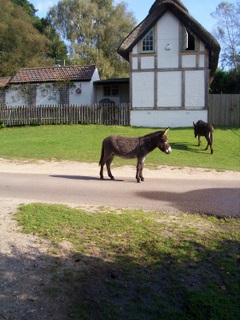 New Forest Donkeys at Hyde