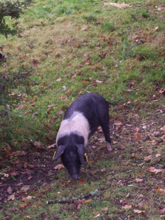New Forest Piglet - I could put one of these out as well