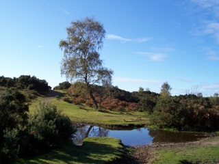 New Forest Tree by stream