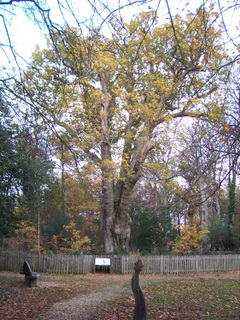 New Forest Knightwood Oak