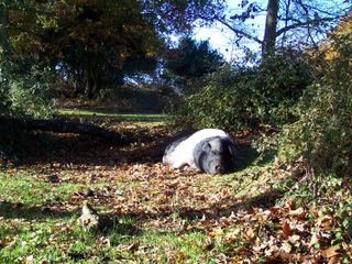 New Forest Mama Pig laying in the sun