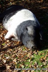 New Forest pig relaxing in the sun and smiling?