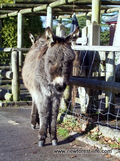 New Forest Donkey outside Foresters Arms Pub