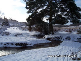 New Forest Winter at Hale Purlieu Stream