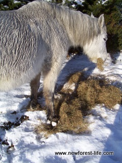 New Forest pony with snowballs on her feet - such a harsh winter