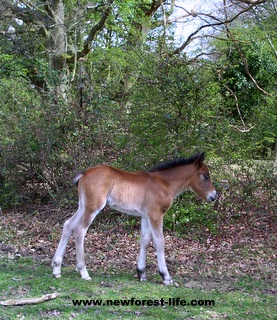 New Forest foal starting out on life