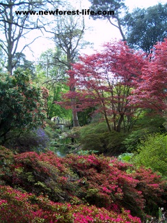 New Forest Exbury Gardens in the Spring