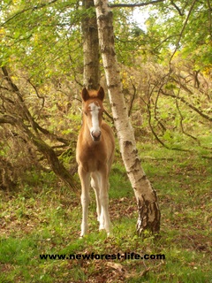 New Forest Foal Stars