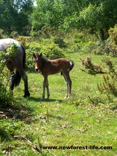 New Forest pony foal