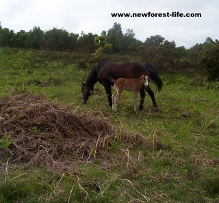 New Forest Mum & Foal on Purlieu 