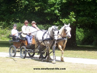 New Forest Ocknell-Pony & Trap is a local form of transport