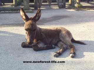 New Forest Donkey outside a pub