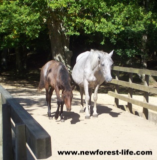 New Forest Ponies on Oberwater Bridge