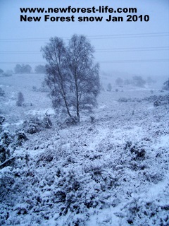 New Forest snow Jan 2010