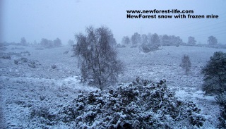 New Forest Purlieu Mire in the snow