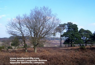 New Forest Setthorns view of the valley