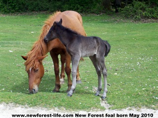 New Forest foal 1