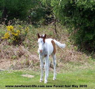 New Forest white foal 2