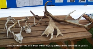 New Forest Roundhills info tent exhibits