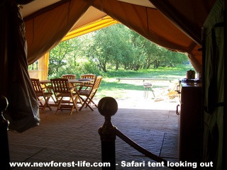 New Forest Safari Tent looking out