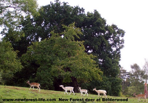 New Forest deer at Bolderwood