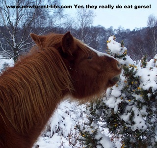 New Forest pony gingerly eating gorse