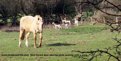 New Forest horse sharing a field with deer