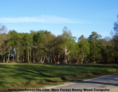 New Forest Denny Wood Camp Site