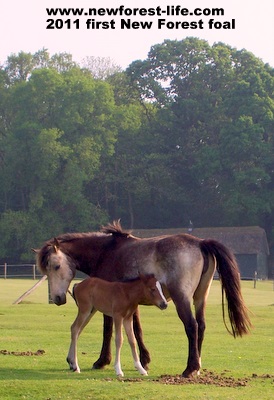 New Forest mum & foal Woodgreen 2011