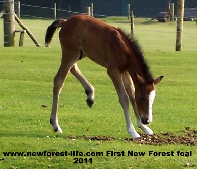 New Forest foal at Woodgreen 2011