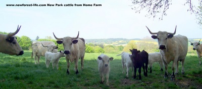 New Forest White Park Cattle
