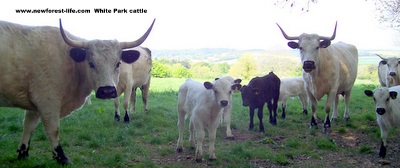 New Forest White Park Cattle 2
