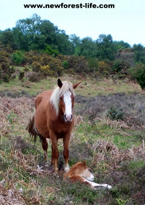 New Forest foal catching a bit of sun with its mum 2011