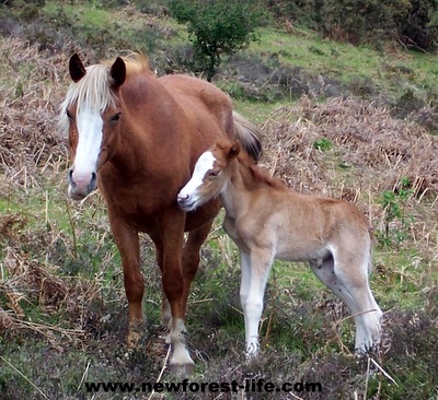 New Forest foal born early May 2011